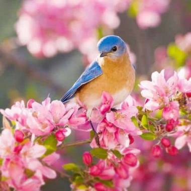 دانلود آهنگ  تا از در اومد بوی گل اومد